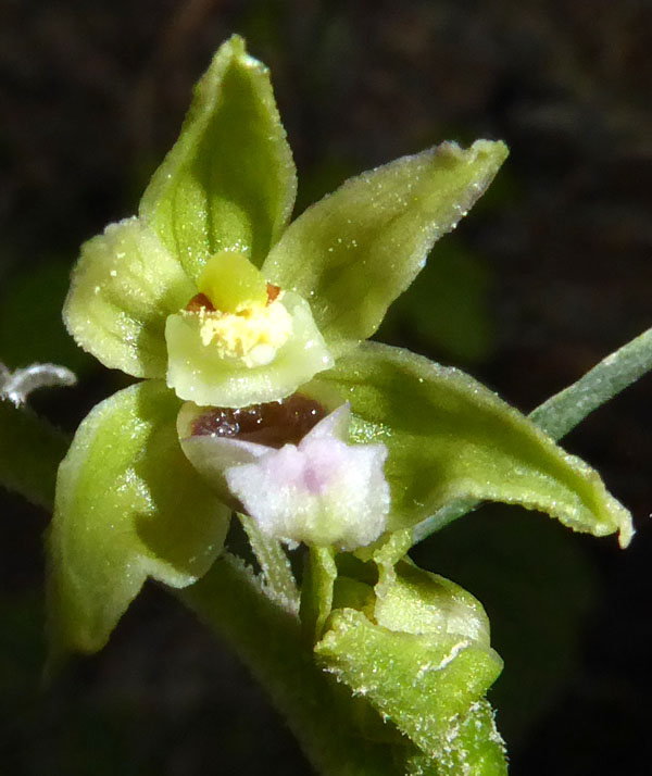 Epipactis bugacensis subsp. bugacensis